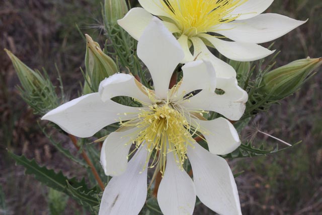 Ten-Petal Blazing Star, Evening Star